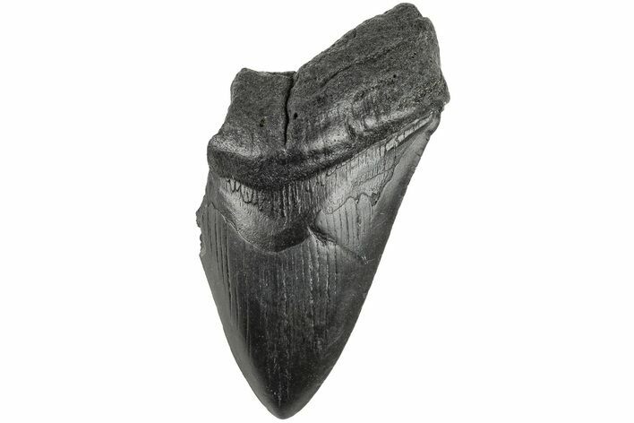 4.08" Partial, Fossil Megalodon Tooth 